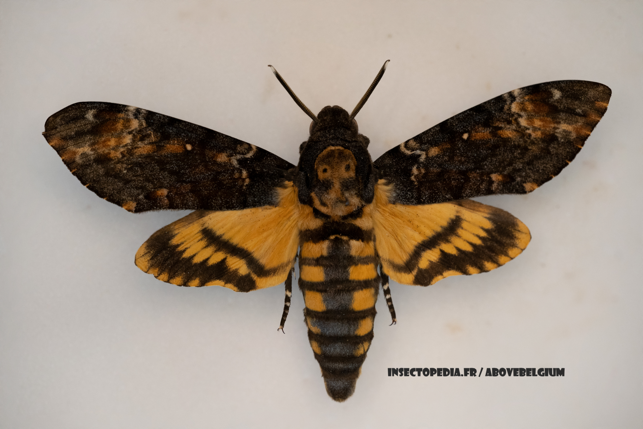 Fiche Wiki Acherontia Atropos Sphinx T te De Mort Wiki Insectopedia Fiche Wiki Acherontia Atropos Sphinx T te De Mort Wiki Insectopedia