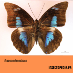 Prepona demophoon