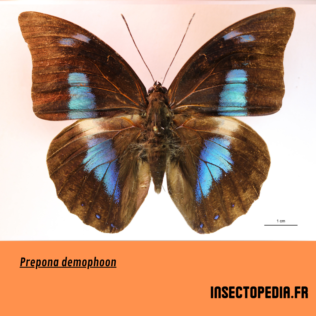 Fiche Wiki: Prepona demophoon