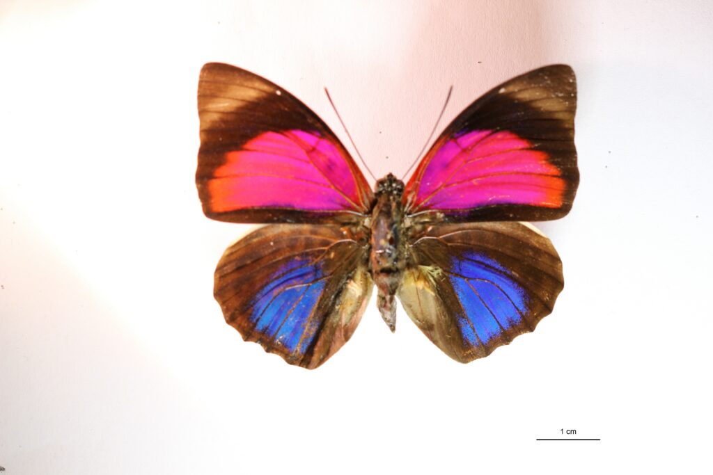 Agrias claudina vue dorsale