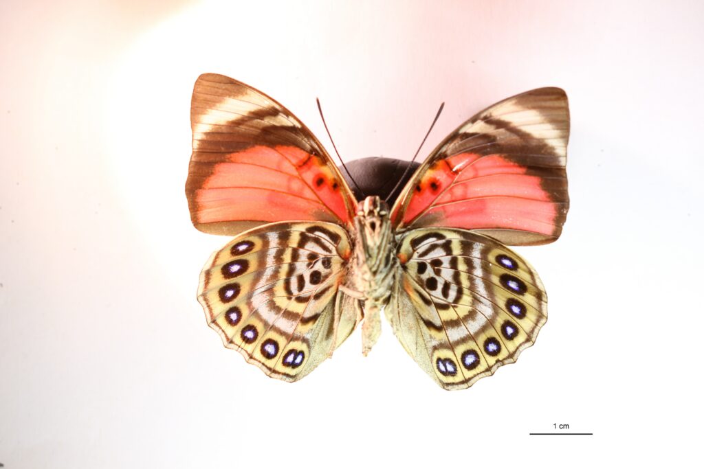 Agrias claudina vue dorsale