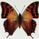 charaxes candiope