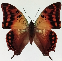 Fiche Wiki : Charaxes (Papillons empereurs)