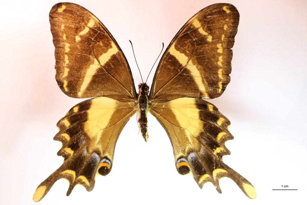 Papilio machaonides (Femelle) vue dorsale