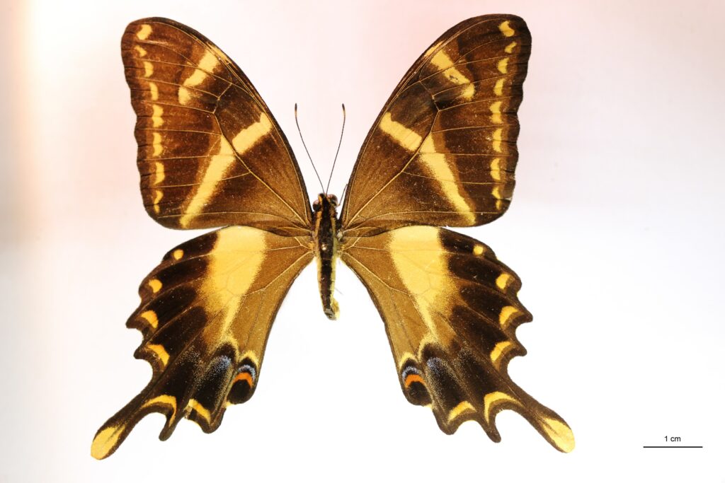 Papilio machaonides (D) (Male