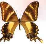 Papilio machaonides (D) (Male