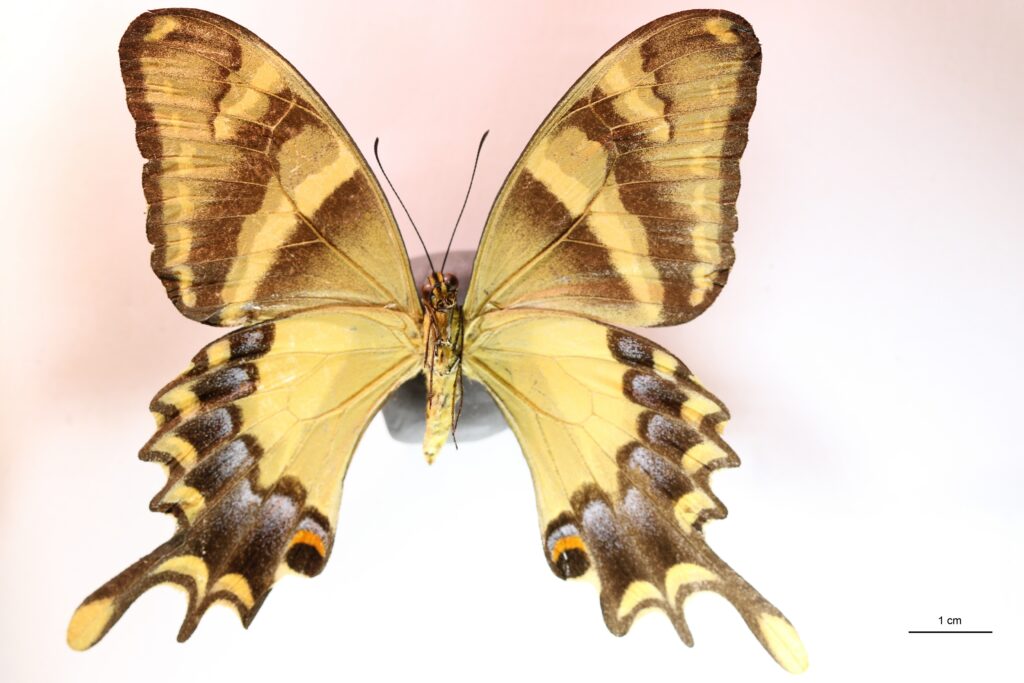 Papilio machaonides (Femelle) vue ventrale