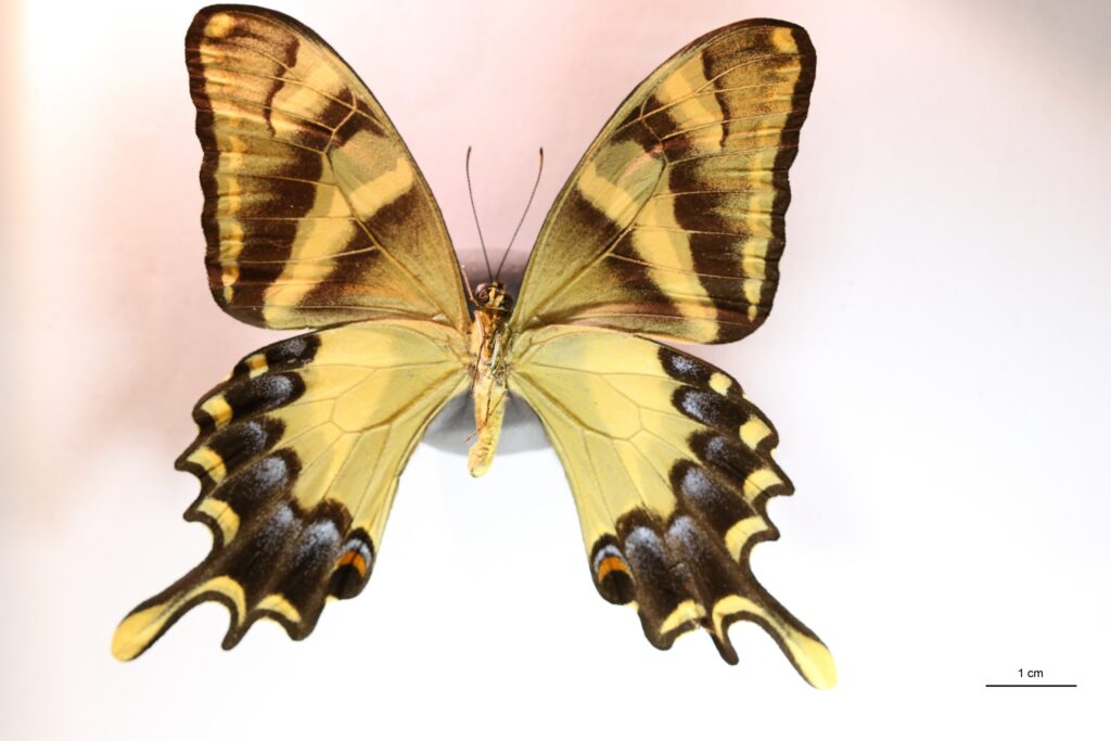 Papilio machaonides (Male) vue ventrale
