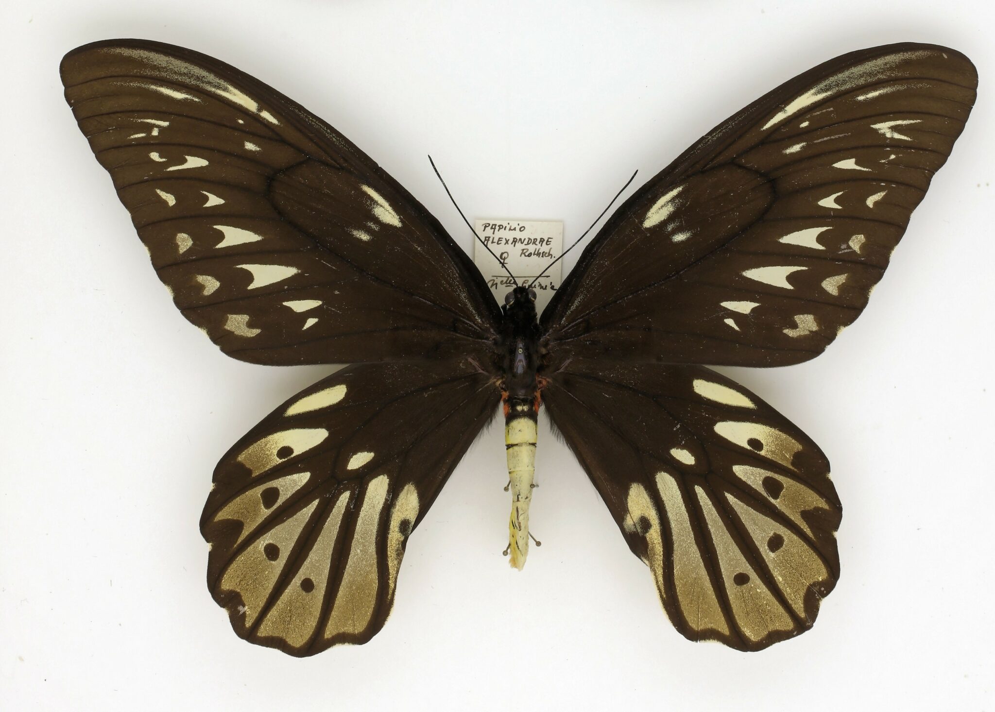 Fiche wiki: Ornithoptera alexandrae (Rothschild, 1907) Wiki - Insectopedia