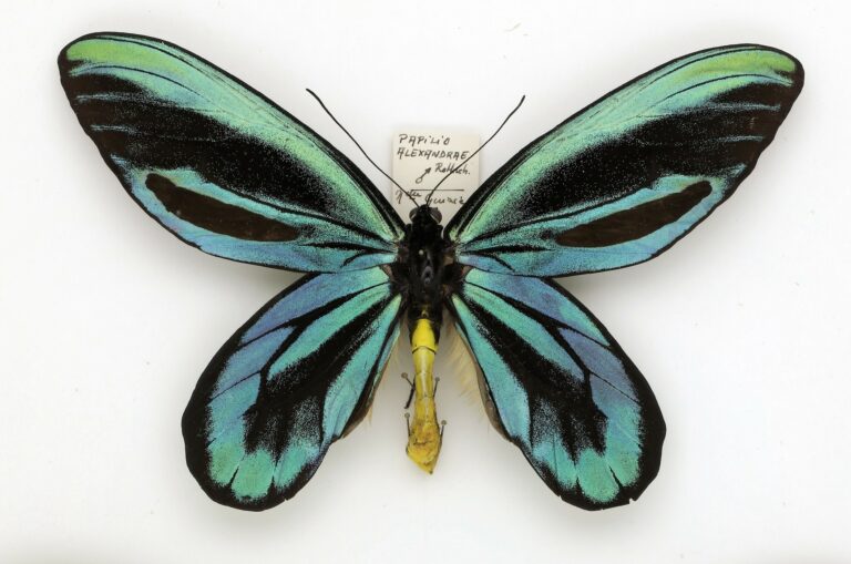 Ornithoptera alexandrae