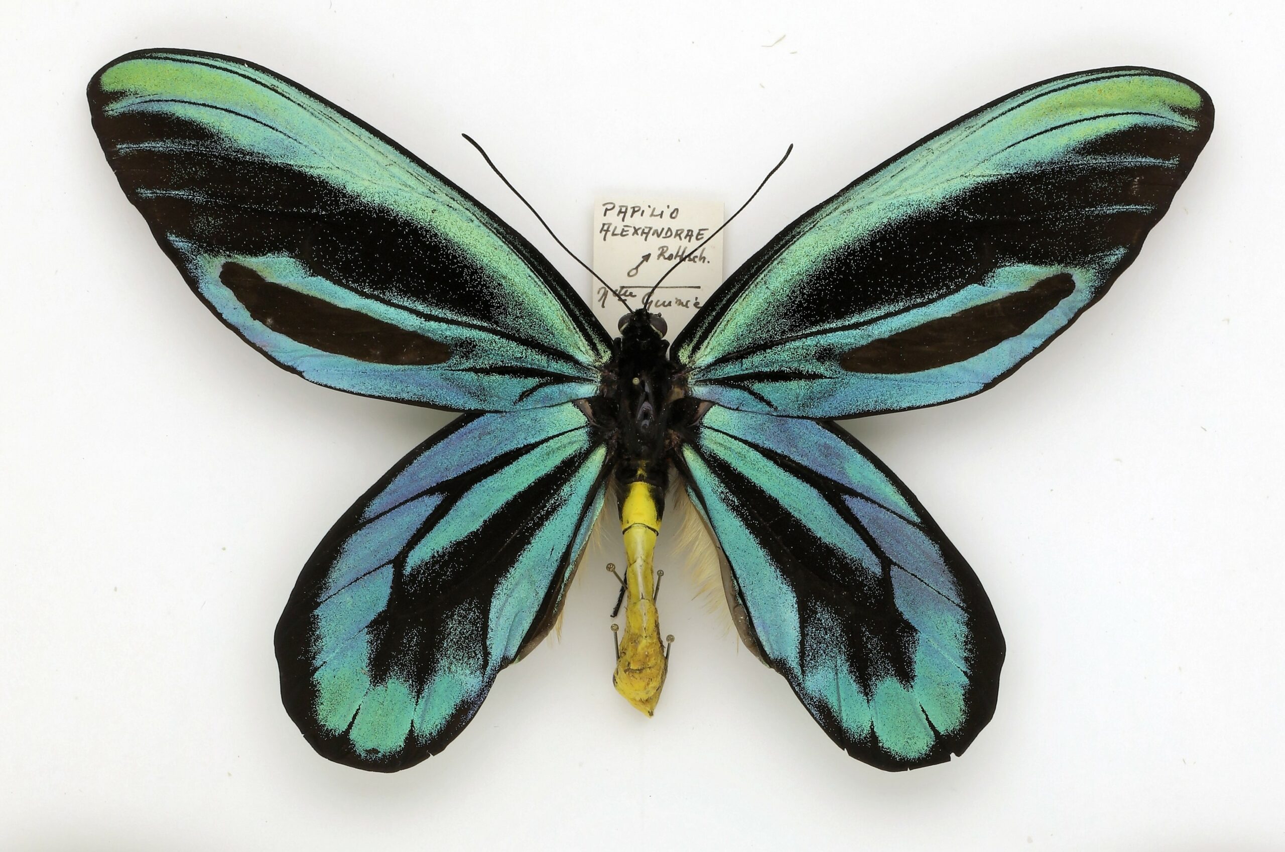 Fiche wiki: Ornithoptera alexandrae (Rothschild, 1907)
