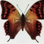 Charaxes candiope