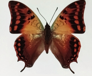 Fiche wiki: Charaxes candiope