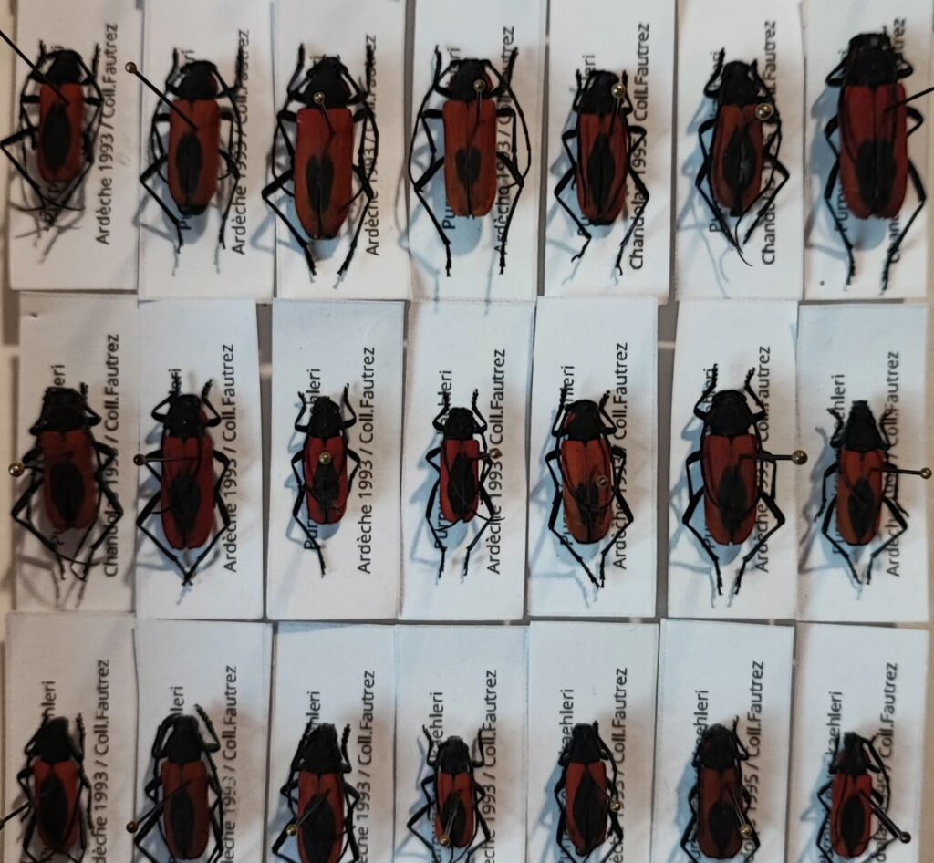 Purpuricenus kaehleri – Longicorne rouge d’Europe