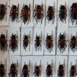 Purpuricenus kaehleri – Longicorne rouge d’Europe