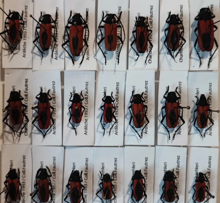 Purpuricenus kaehleri