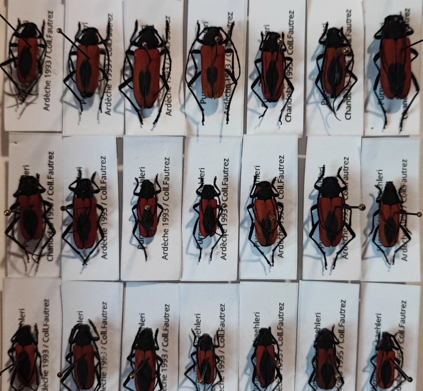 Purpuricenus kaehleri – Longicorne rouge d’Europe