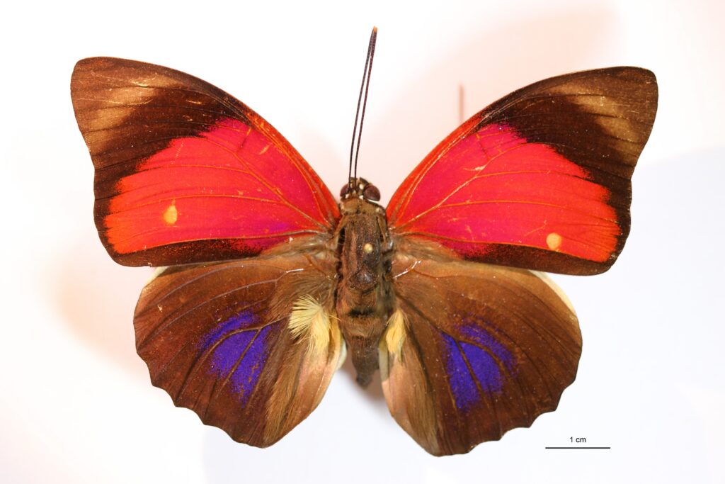 agrias sardanapalus lugens en vue dorsale