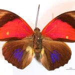 agrias sardanapalus lugens en vue dorsale