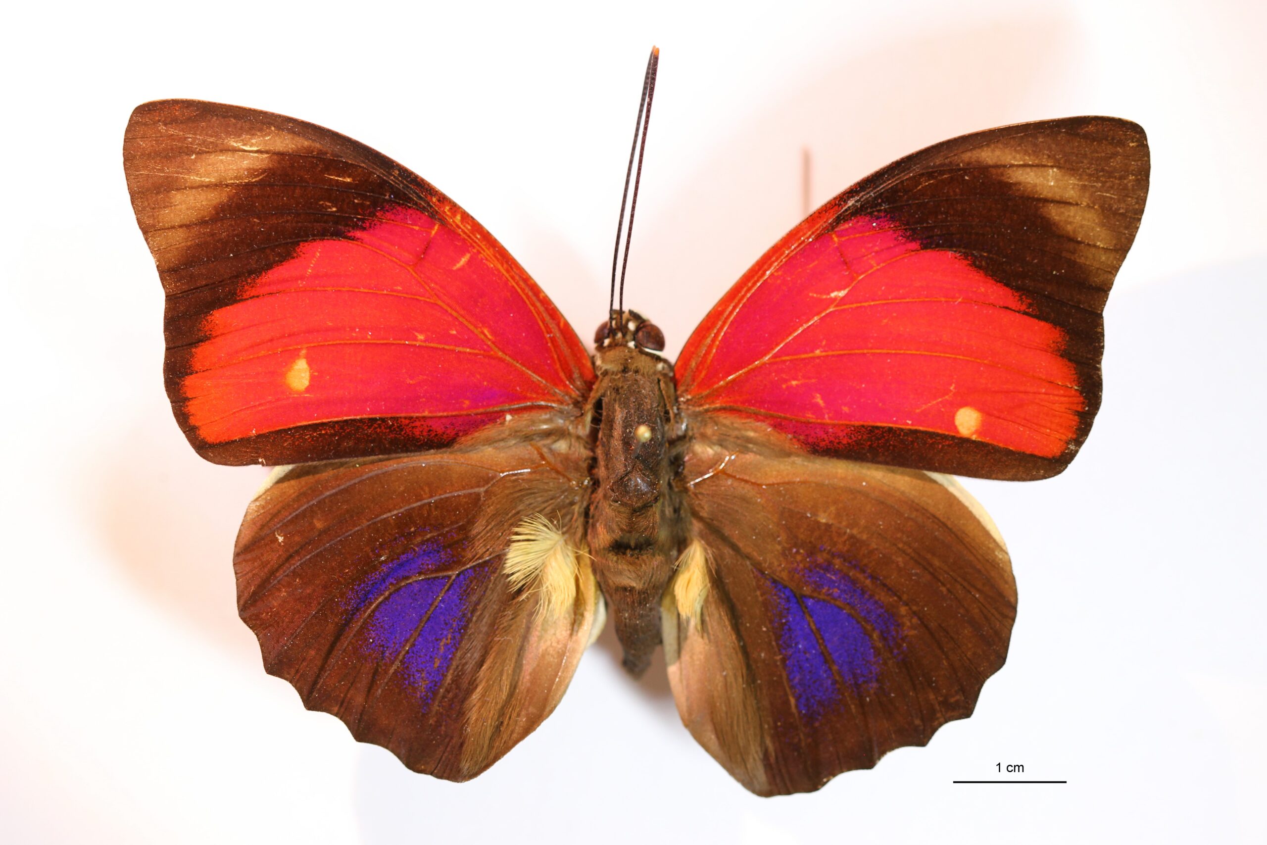 agrias sardanapalus lugens en vue dorsale