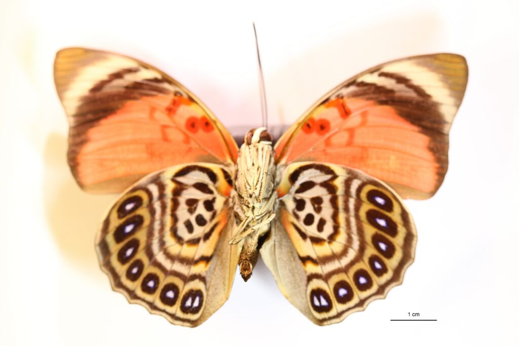 Agrias sardanapalus lugens (Vue ventrale)