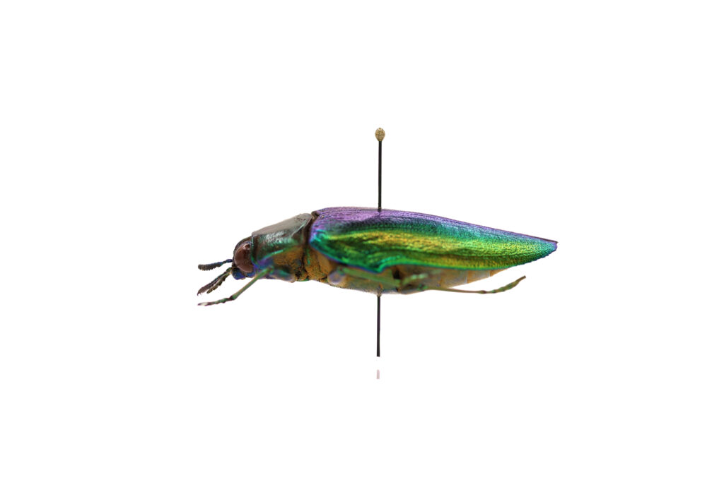 Chrysaspina ducarmei Hamai, 2008