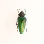 Chrysaspina ducarmei Hamai, 2008