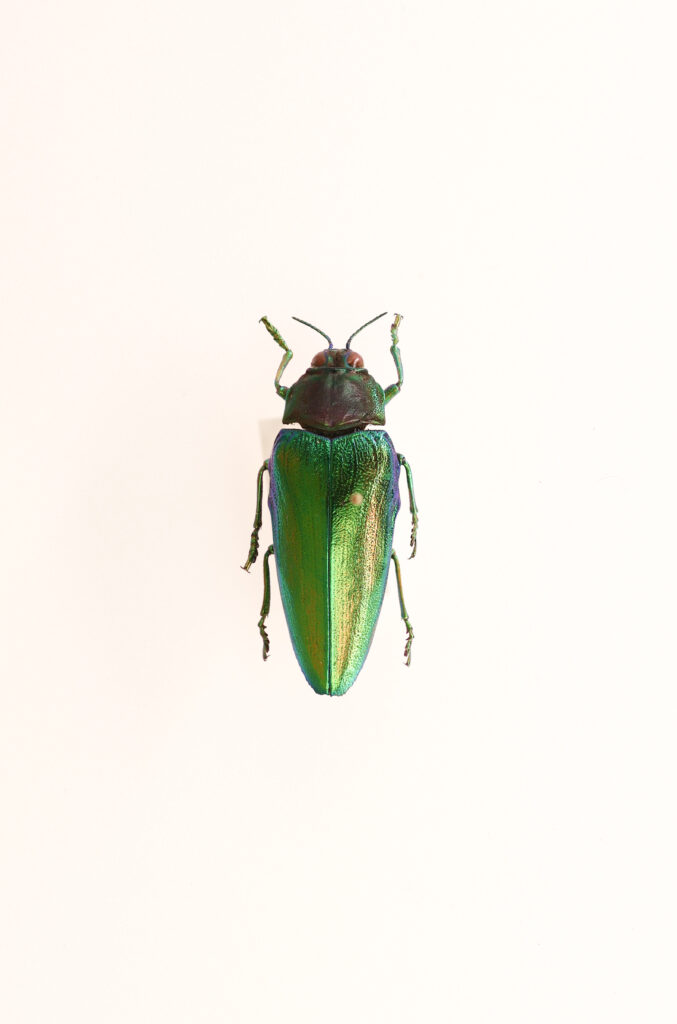 Chrysaspina ducarmei Hamai, 2008