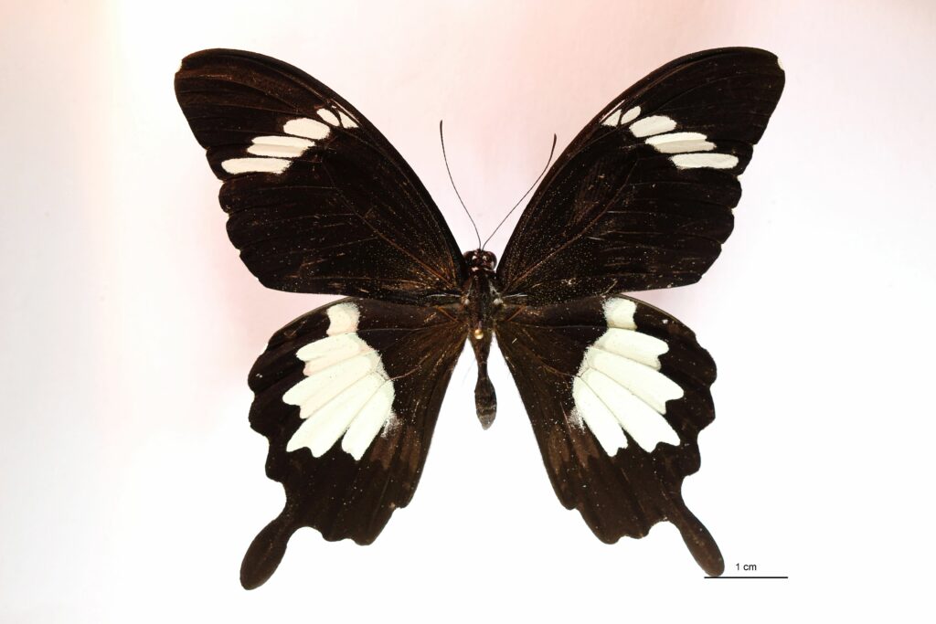 Papilio nephelus (Vue dorsale)
