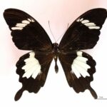 Papilio nephelus (Vue dorsale)