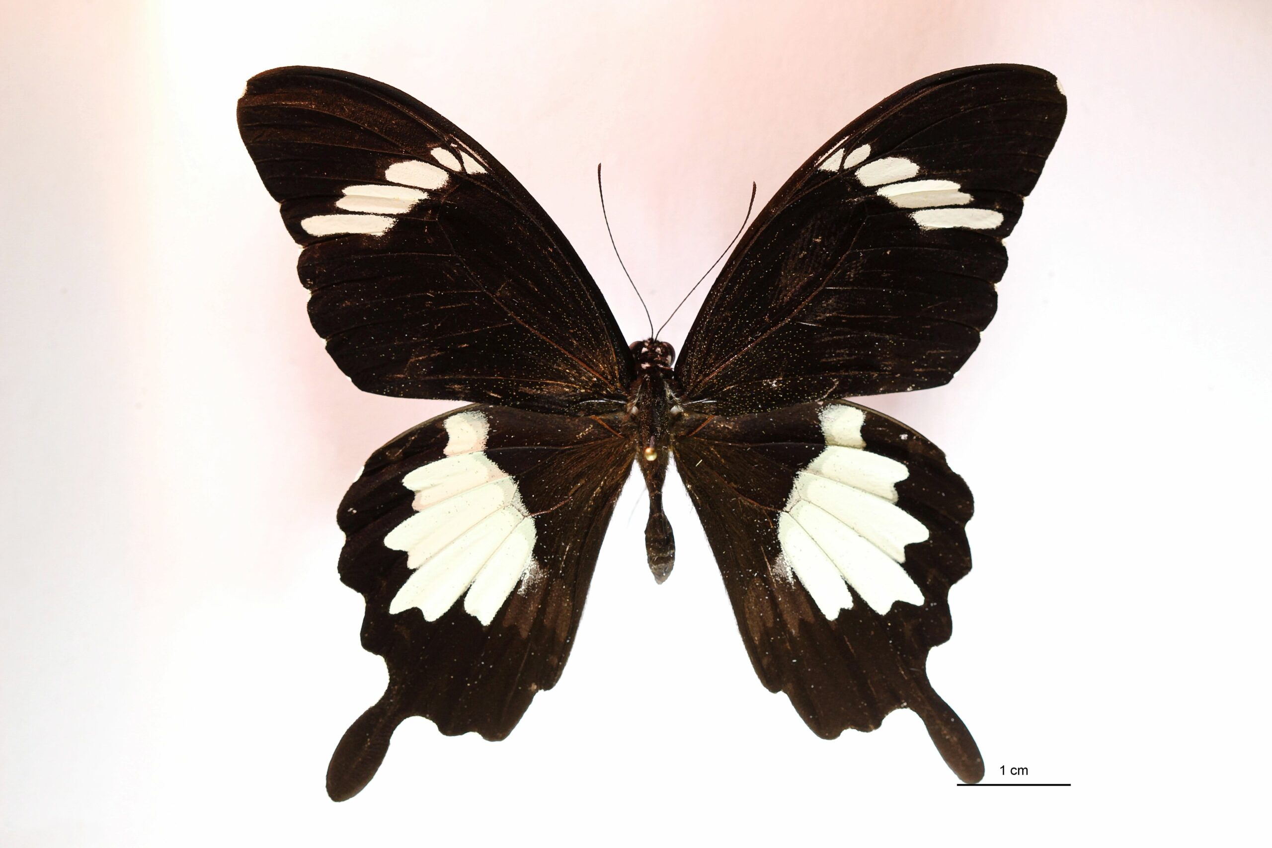 Fiche wiki: Papilio nephelus (Boisduval, 1836)