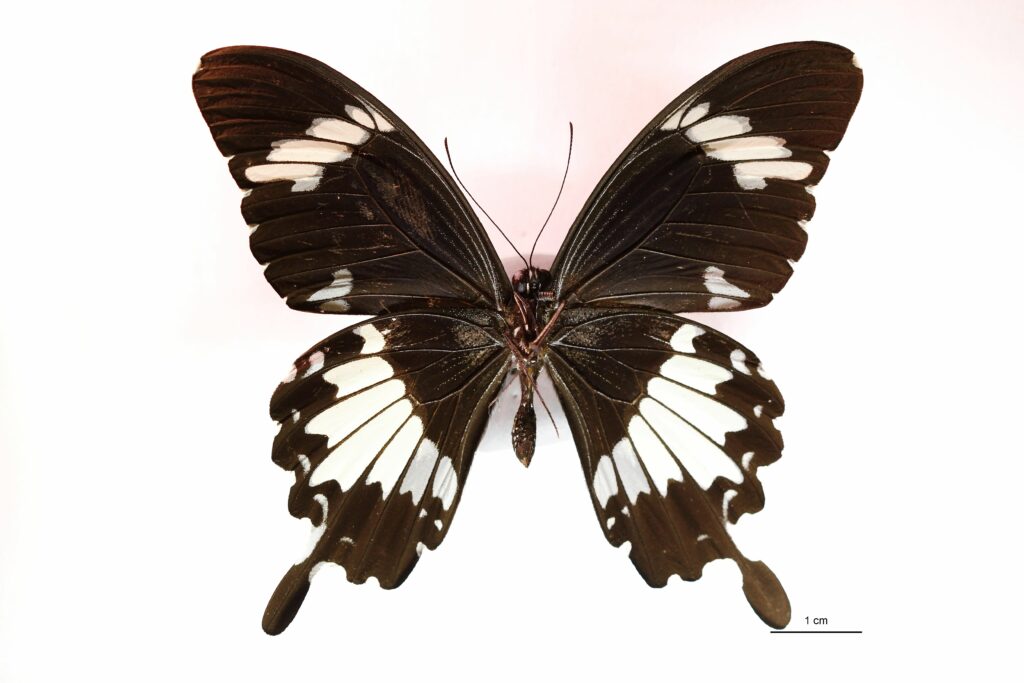 Papilio nephelus (Vue ventrale)