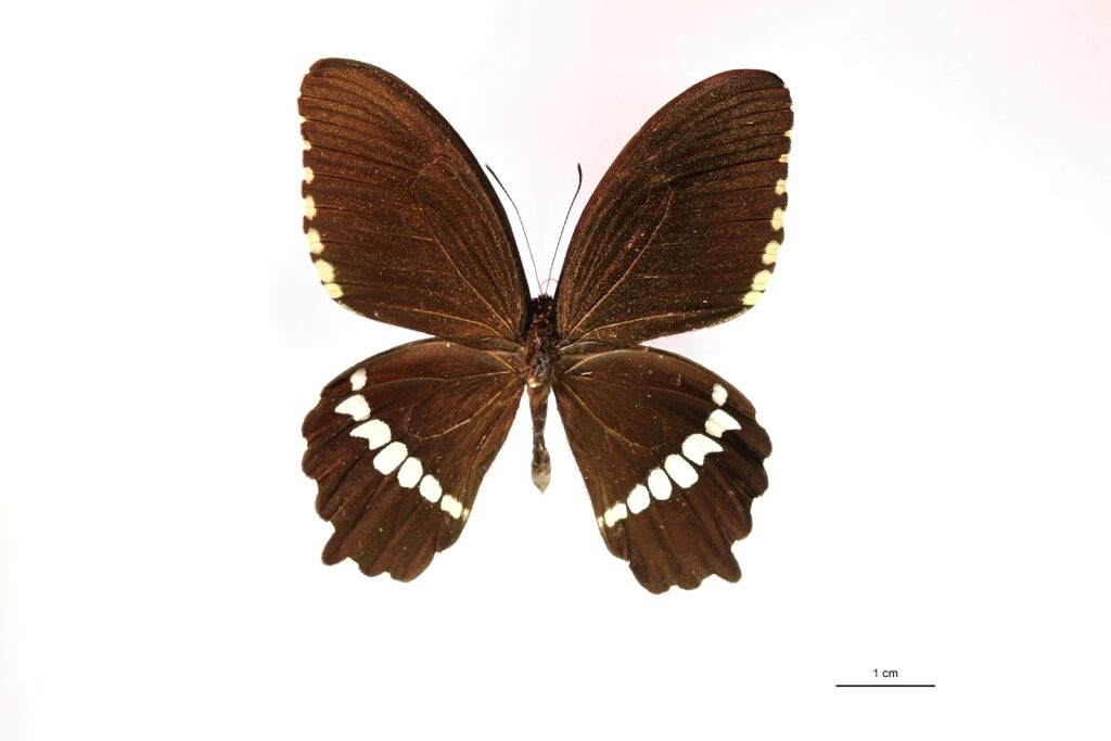 Papilio polytes (Vue dorsale)