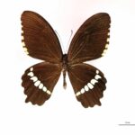 Papilio polytes (Vue dorsale)