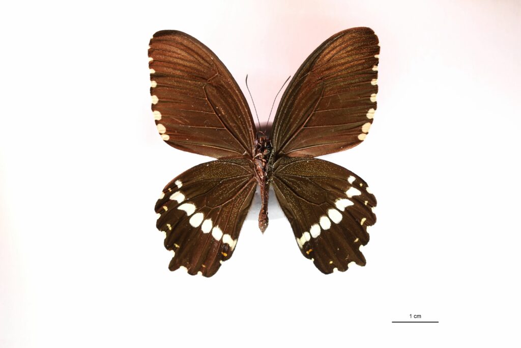 Papilio polytes (Vue ventrale)