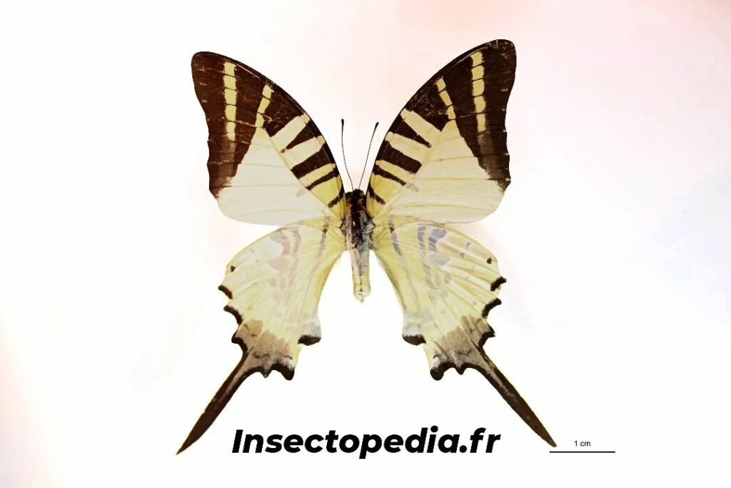 Pathysa antiphates (Cramer, 1775) face dorsale