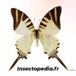 Pathysa antiphates (Cramer, 1775) face dorsale