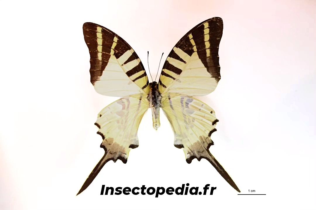Pathysa antiphates (Cramer, 1775) face dorsale
