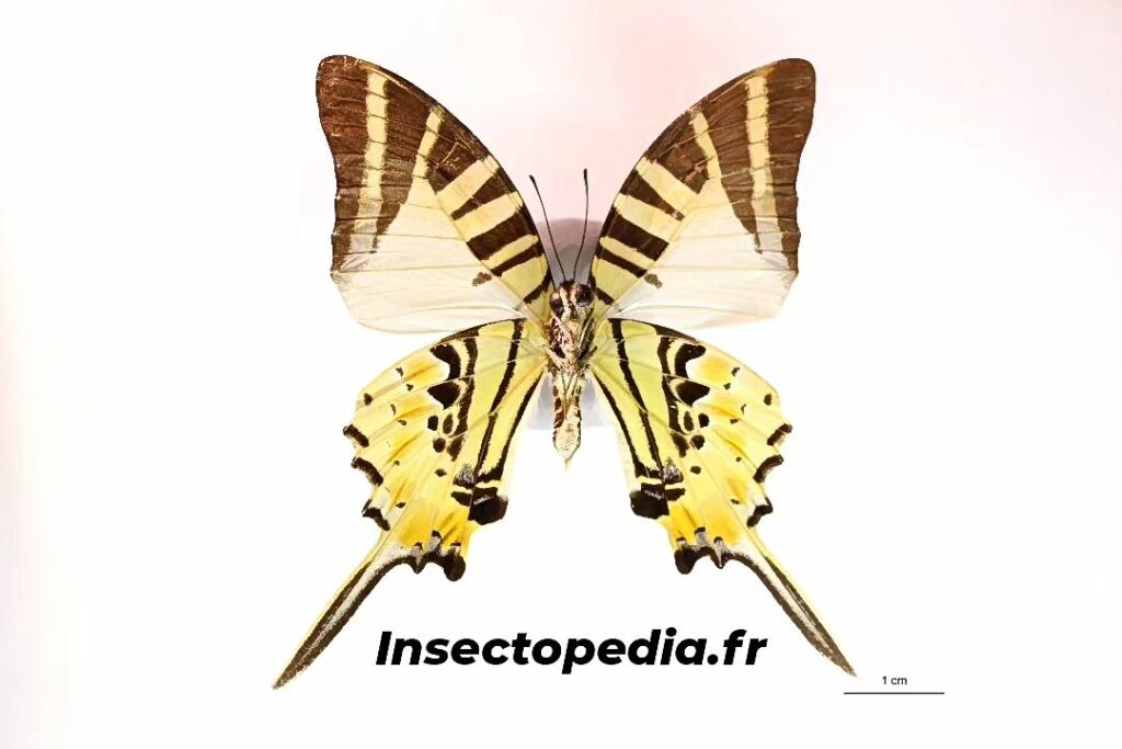 Pathysa antiphates (Cramer, 1775) face ventrale