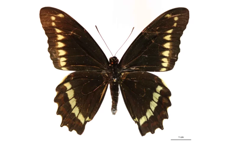 Battus polydamas