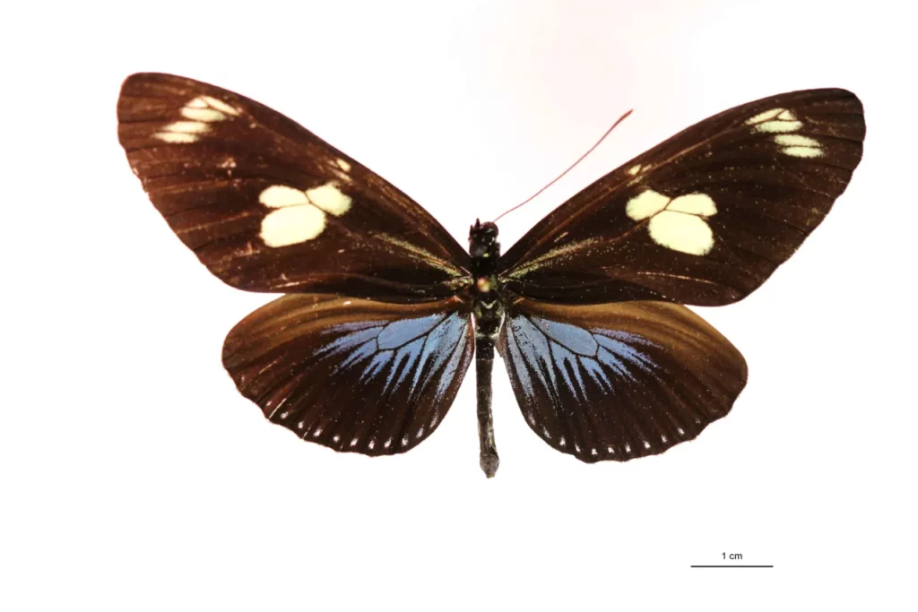 Heliconius doris (Linnaeus, 1771) face dorsale