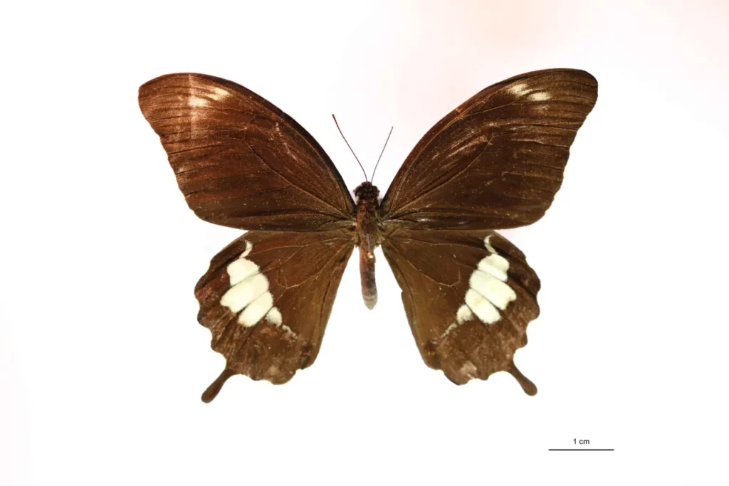 Papilio fuscus (Goeze, 1779) face dorsale