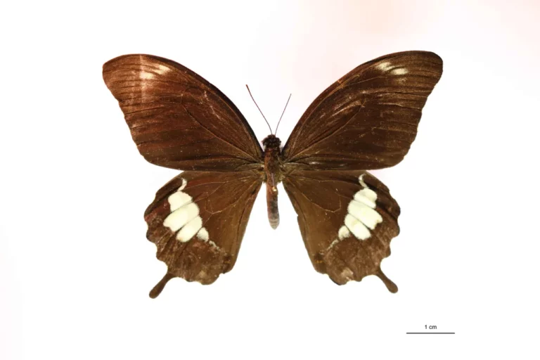 Papilio fuscus