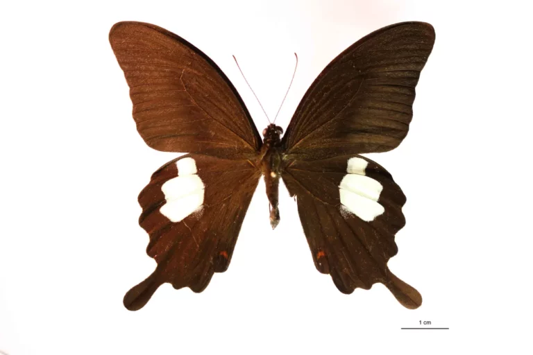 Papilio helenus