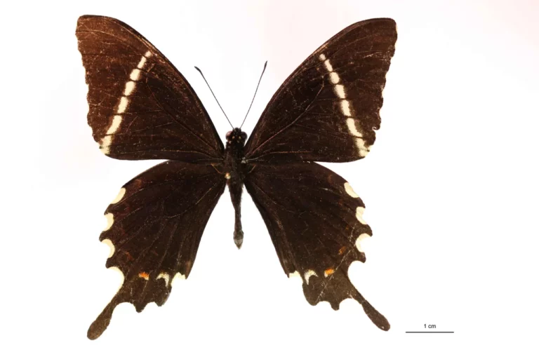 Papilio pelaus